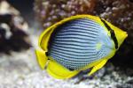 Blackback butterflyfish