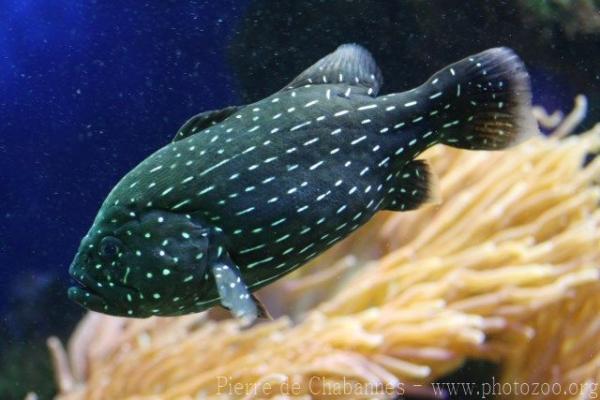 Goldenstriped soapfish