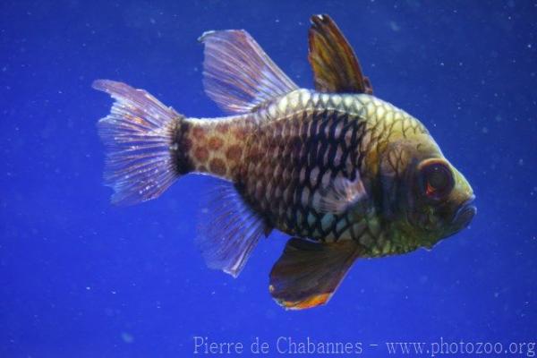Pajama cardinalfish