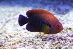 Russet angelfish