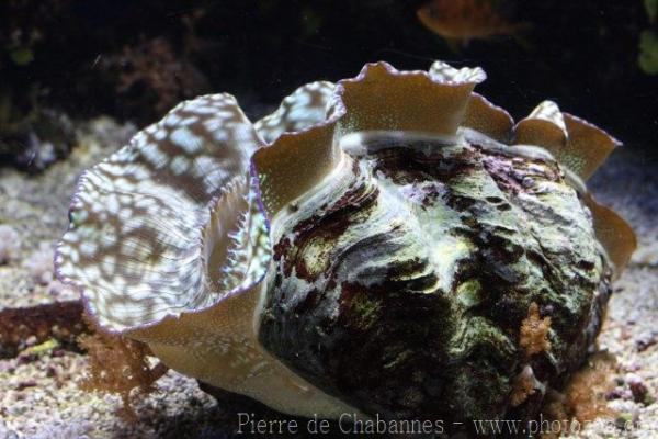 Fluted giant clam