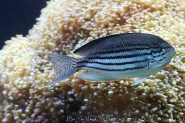 Blackstriped angelfish