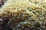 Frogspawn coral