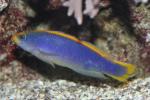 Sunrise dottyback