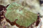 Variable mushroom coral