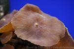 Variable mushroom coral