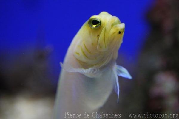 Yellowhead jawfish