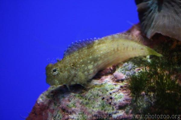 Jewelled blenny