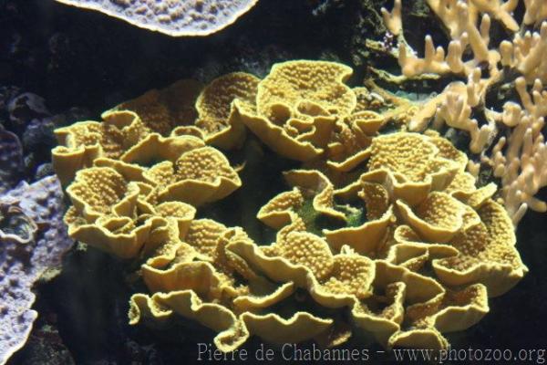 Yellow scroll coral