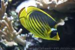 Diagonal butterflyfish