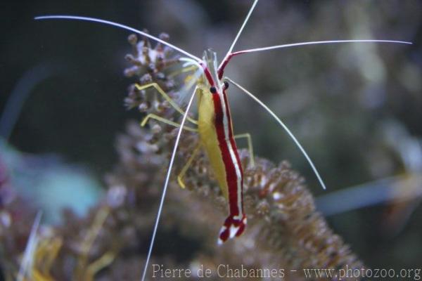 Skunk cleaner shrimp