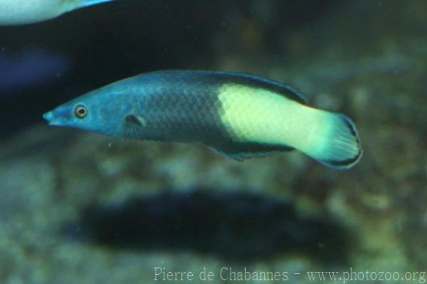 Bicolor cleaner wrasse