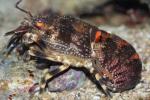 Lesser slipper lobster