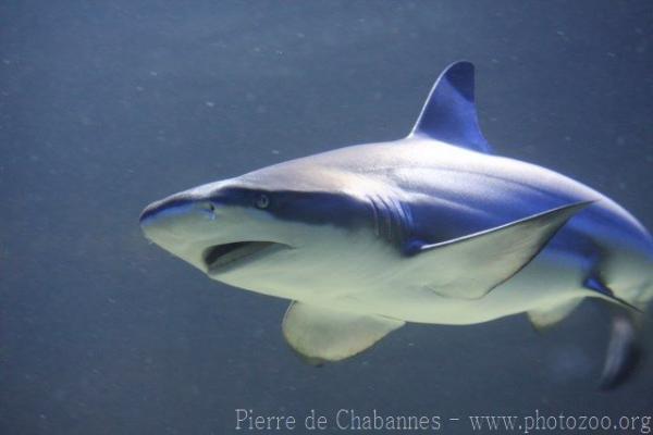 Blacktip reef shark