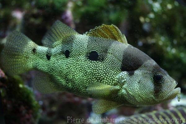 Spotfin soapfish