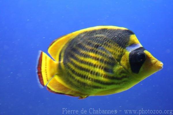 Diagonal butterflyfish