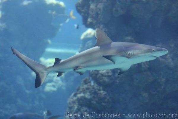 Blacktail reef shark