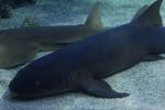 Nurse shark