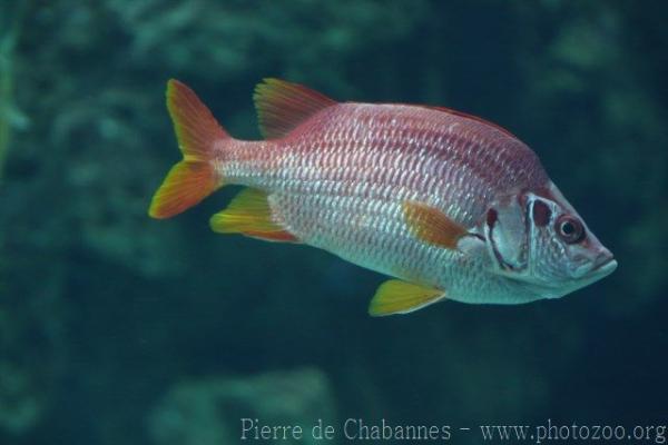 Sabre squirrelfish