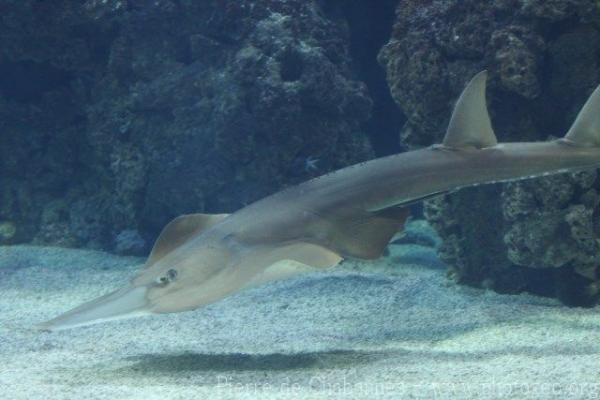 Giant guitarfish