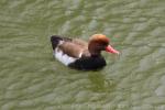 Red-crested pochard