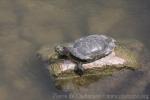 Red-eared slider