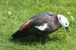 Paradise shelduck