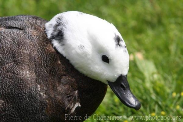 Paradise shelduck