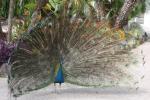 Indian peafowl