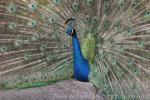 Indian peafowl