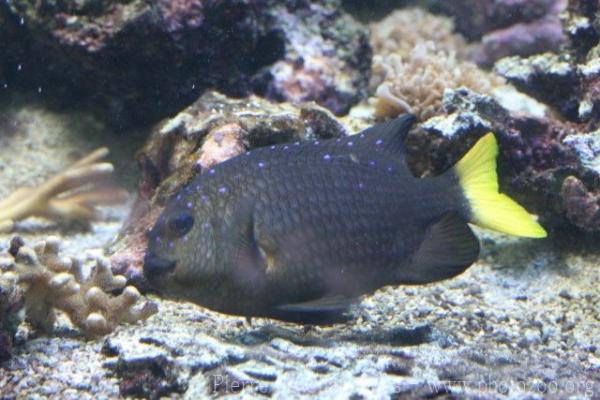 Yellowtail damselfish