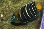 Goldtail angelfish