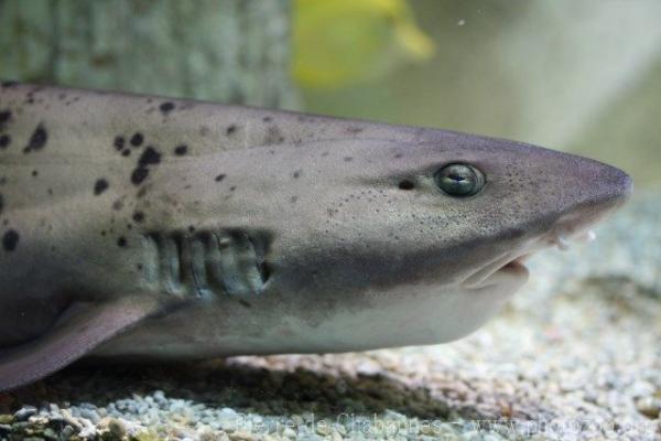 Banded houndshark