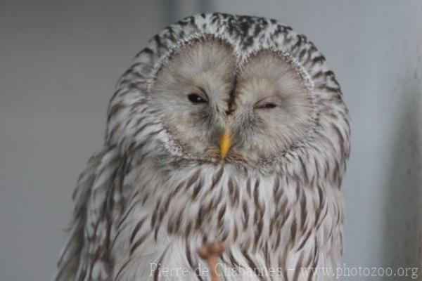 Ural owl