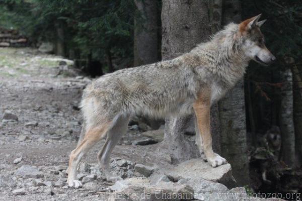 European wolf *