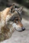 European wolf *