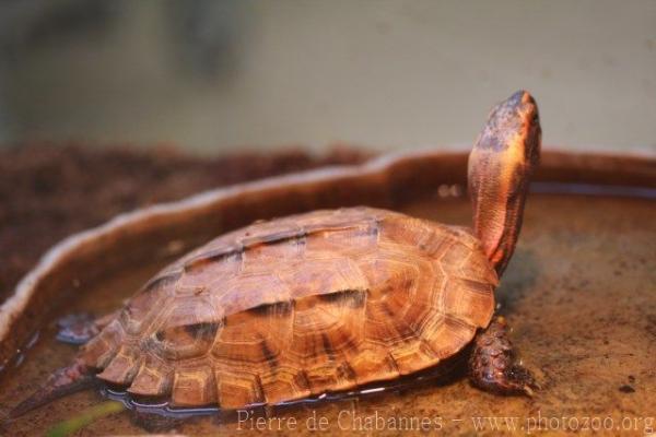 Okinawa black-breasted leaf turtle