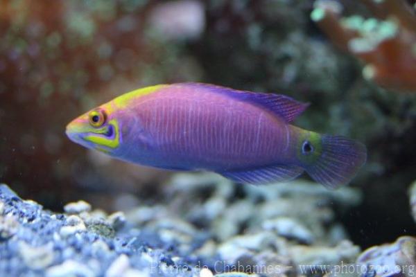 Whitebarred wrasse