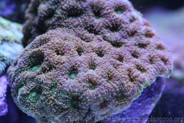 Starry cup coral