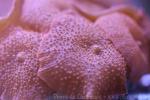 Variable mushroom coral