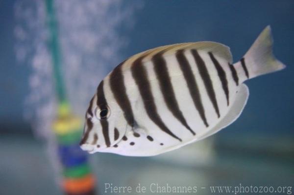 Black-barred surgeonfish