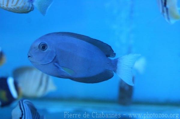 Thompson's surgeonfish