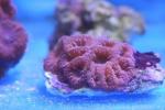 Big polyps blastomussa coral