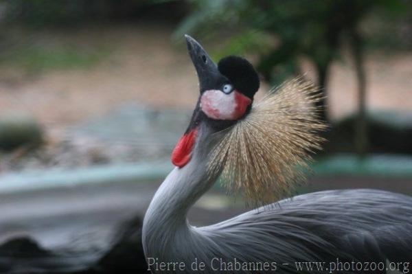 Grey crowned crane
