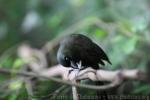 Racket-tailed treepie