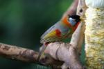 Silver-eared mesia