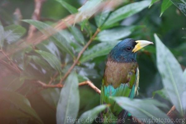 Great barbet *