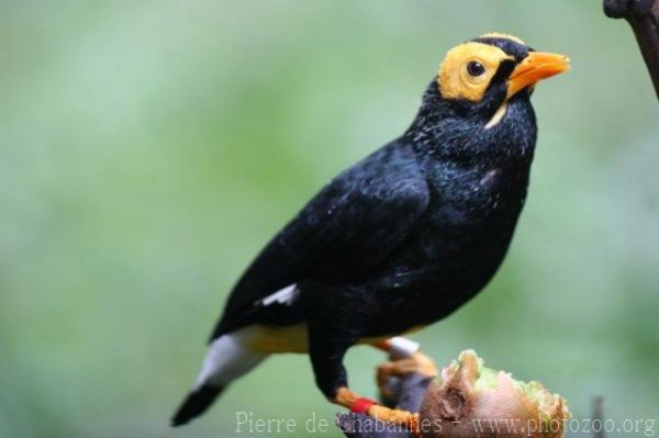 Yellow-faced myna