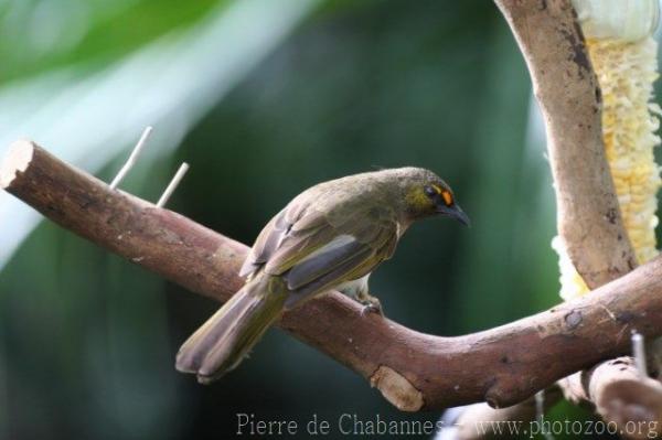Orange-spotted bulbul