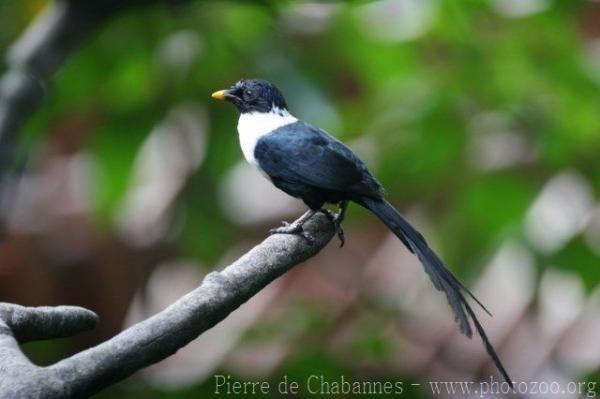 White-necked myna